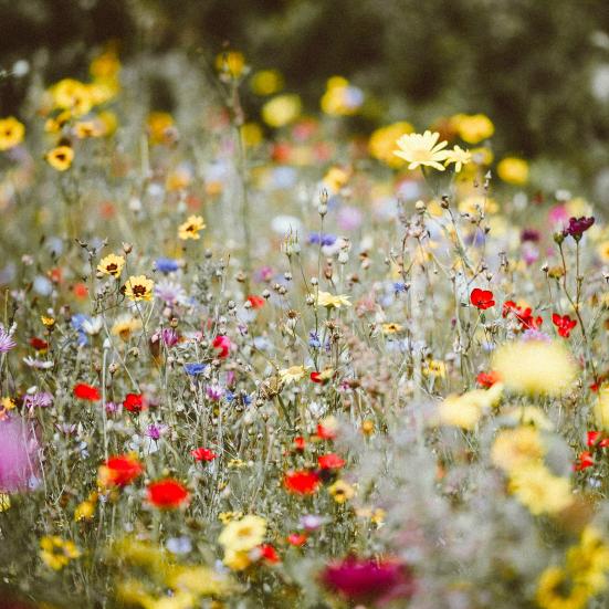 Et bed fuld af vilde blomster.