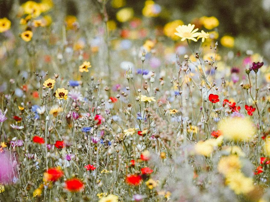 Et bed fuld af vilde blomster.